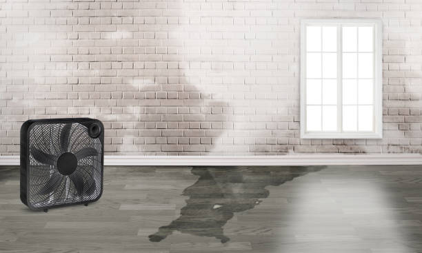 Best Mold removal after water damage  in Sulphur, LA